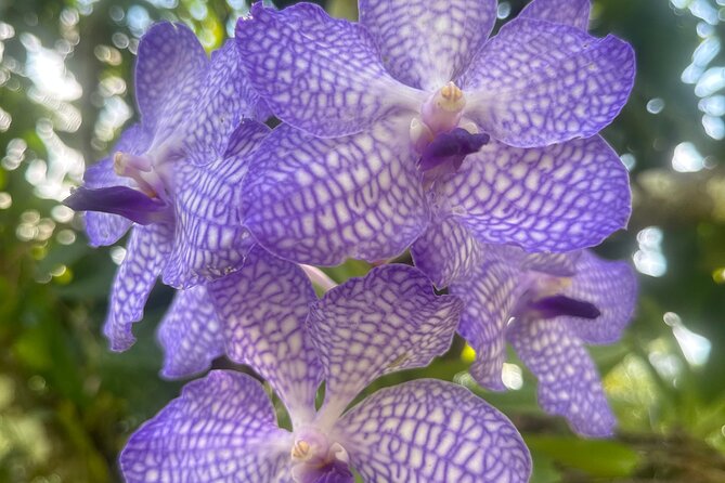 1/2 Day Puerto Vallarta Botanical Garden tour - Key details before you go