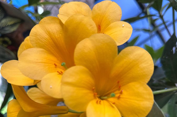 1/2 Day Puerto Vallarta Botanical Garden tour - The vanilla plantation and greenhouses