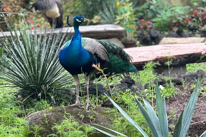 1/2 Day Puerto Vallarta Botanical Garden tour - The south shore ride to the gardens