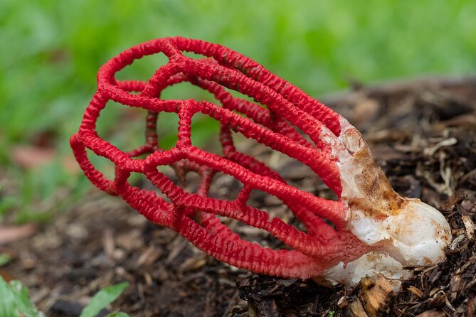 2-Hour Mushroom Photography Activity in Cairns Botanic Gardens - Key points at a glance