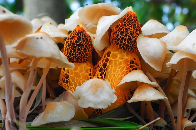 2-Hour Mushroom Photography Activity in Cairns Botanic Gardens - Learning macro photography without feeling lost