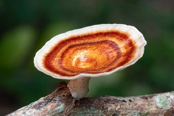 2-Hour Mushroom Photography Activity in Cairns Botanic Gardens - The value of $48.77 for two hours
