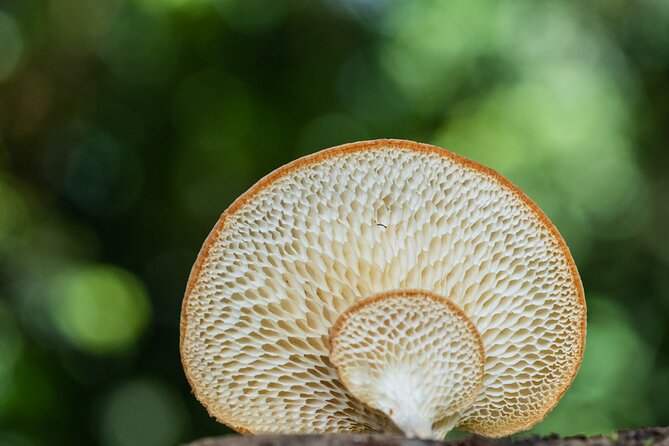 2-Hour Mushroom Photography Activity in Cairns Botanic Gardens - Who should book this activity