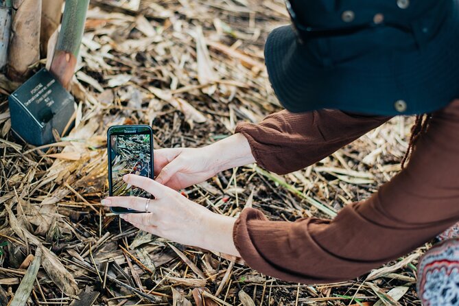 2-Hour Mushroom Photography Activity in Cairns Botanic Gardens - Weather, cancellations, and simple planning