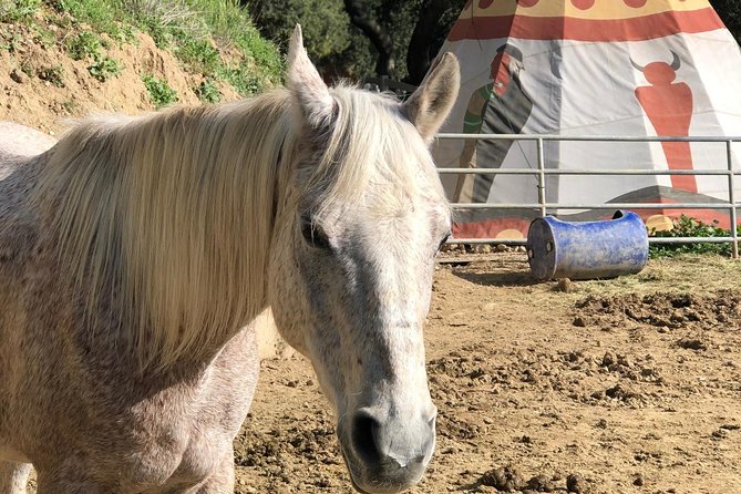 2 Hour Wildflower Horseback Trail Ride experience in Agoura Hills - What the two-hour route feels like