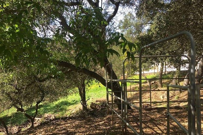 2 Hour Wildflower Horseback Trail Ride experience in Agoura Hills - Clothing, timing, and basic conditions