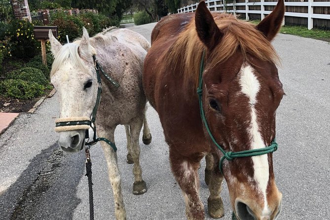2 Hour Wildflower Horseback Trail Ride experience in Agoura Hills - The guide and the horses make the difference