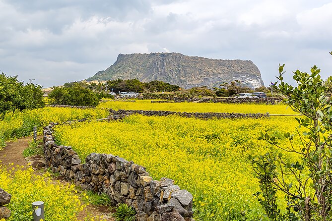 2026 Cherry Blossom East Day Tour in Jeju with UNESCO - Ilchul Land adds a paid garden stop