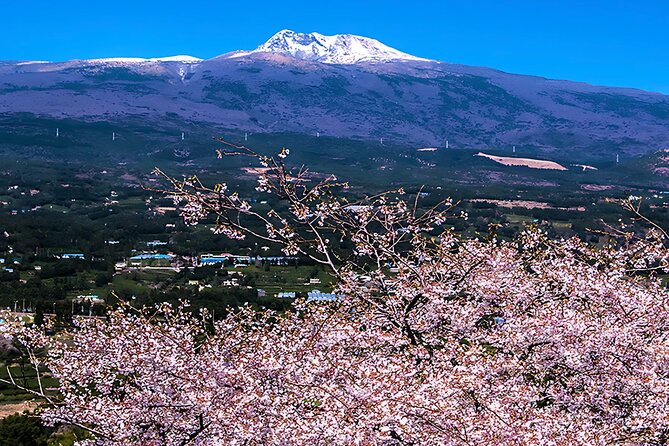 2026 Cherry Blossom East Day Tour in Jeju with UNESCO - Seopjikoji brings the group to the eastern coast