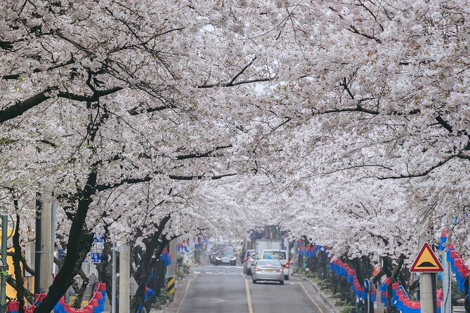2026 Cherry Blossom East Day Tour in Jeju with UNESCO - Jeonnong-ro opens the day with city blossoms