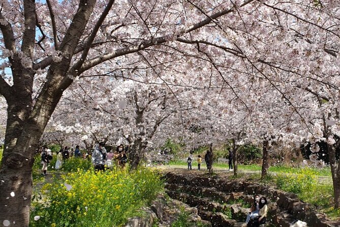 2026 JEJU Cherry Blossom West&South Full Day Tour with UNESCO - Why this Jeju day tour works for a short visit