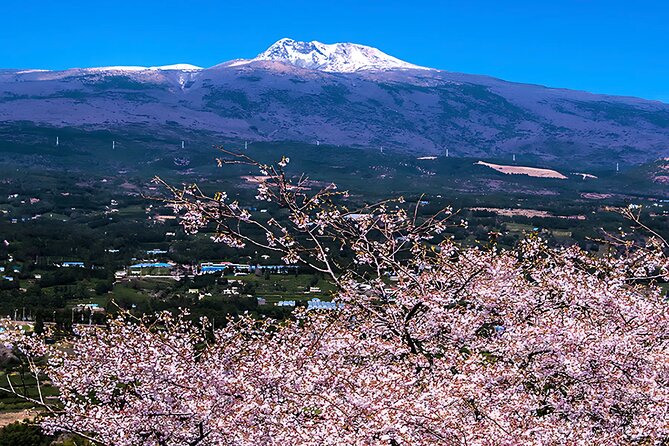 2026 JEJU Cherry Blossom West&South Full Day Tour with UNESCO - Camellia Hill’s 60,000 square meters of flowers