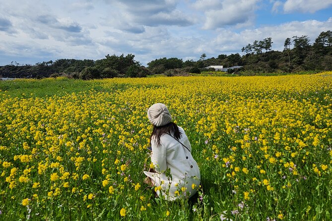2026 JEJU Cherry Blossom West&South Full Day Tour with UNESCO - Yerae Ecological Park and the cherry blossom focus