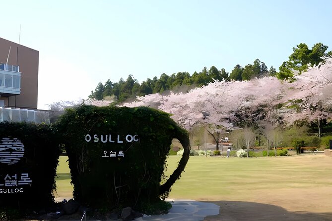 2026 JEJU Cherry Blossom West&South Full Day Tour with UNESCO - Nonjitmul Freshwater Beach and the Yerae coast