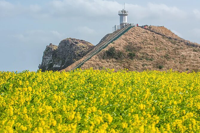 2026 JEJU Cherry Blossom West&South Full Day Tour with UNESCO - Yongmeori Coast beneath Sanbangsan