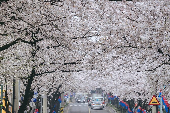 2026 JEJU Cherry Blossom West&South Full Day Tour with UNESCO - A guide can make the tight schedule work