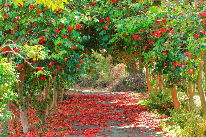 2026 JEJU Cherry Blossom West&South Full Day Tour with UNESCO - Eoseungsaengak and the first Hallasan views