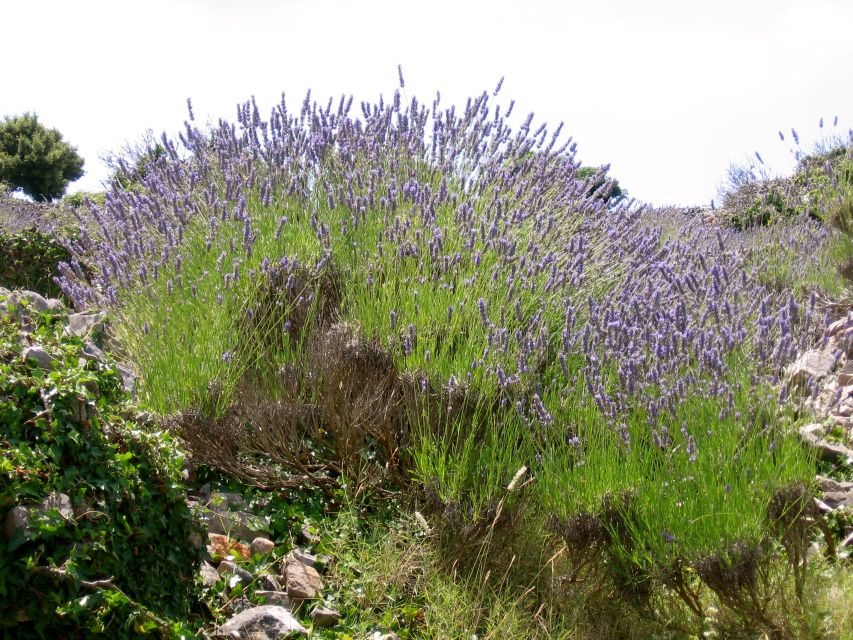 3-Hour Lavender Tour from Hvar - Timing, clothing, and booking advice