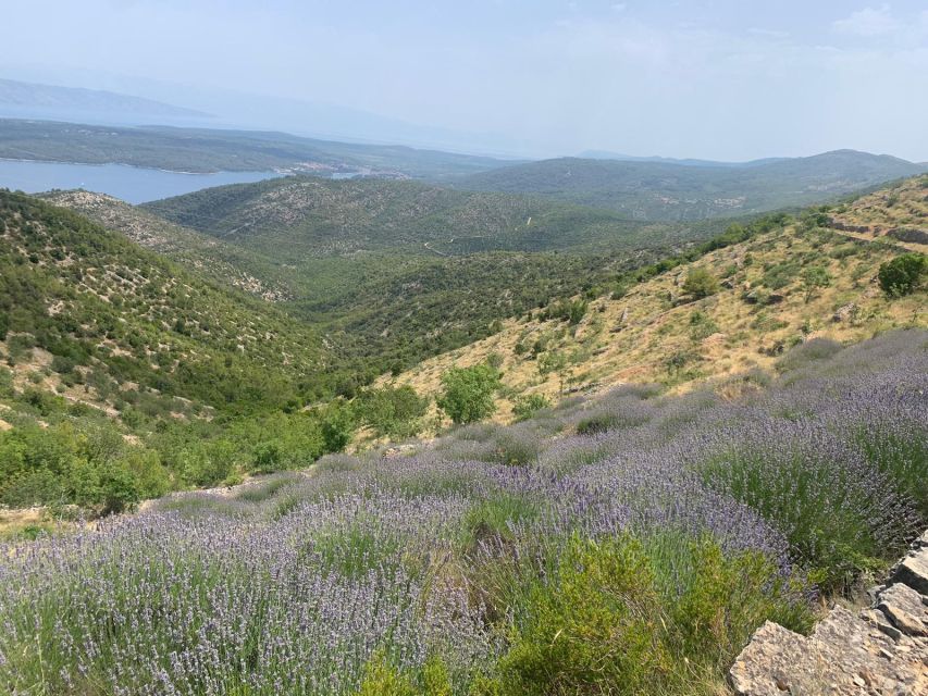 3-Hour Lavender Tour from Hvar - Walking through the Hvar lavender fields