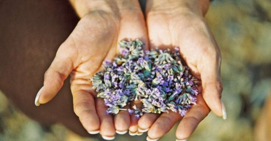 3-Hour Lavender Tour from Hvar - The drive to Napoleon viewpoint
