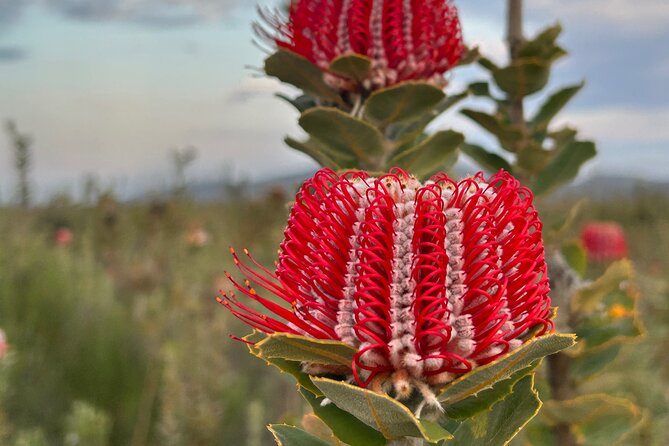 5 Days Walking with Wildflowers - Fitzgerald Biosphere - Dr Erika Jacobson brings the plants into focus