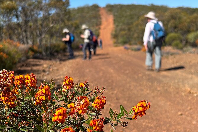 5 Days Walking with Wildflowers - Fitzgerald Biosphere - Day 4: A 12-kilometre finale for the main walking stretch
