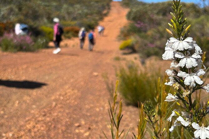 5 Days Walking with Wildflowers - Fitzgerald Biosphere - Day 5: A 3-kilometre finish and the Ravensthorpe Wildflower Show
