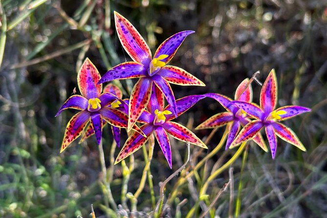 5 Days Walking with Wildflowers - Fitzgerald Biosphere - Day 1: A gentle 2-kilometre introduction