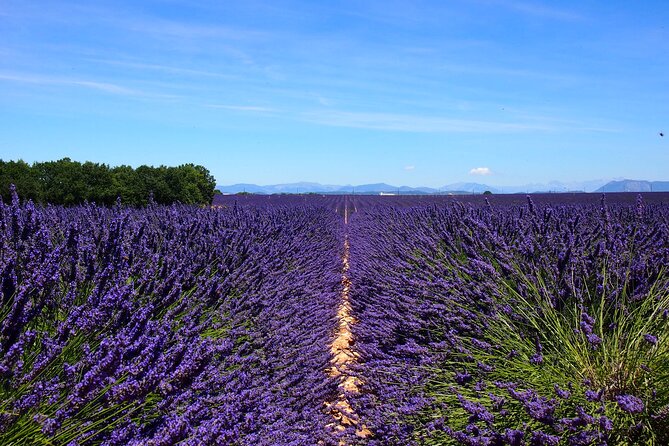 5-Hours Lavender Fields Tour in Valensole from Aix-en-Provence - About 90 minutes on the Plateau de Valensole
