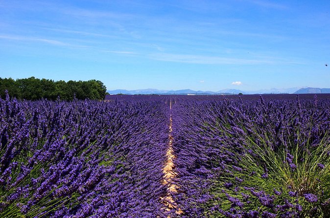 5-Hours Lavender Fields Tour in Valensole from Aix-en-Provence - Farm shops and distilleries: useful, but not for everyone