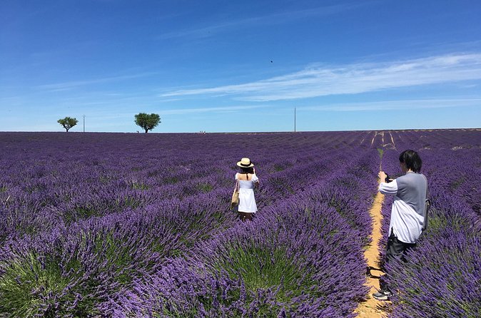 5-Hours Lavender Fields Tour in Valensole from Aix-en-Provence - Is $114.14 a fair price?