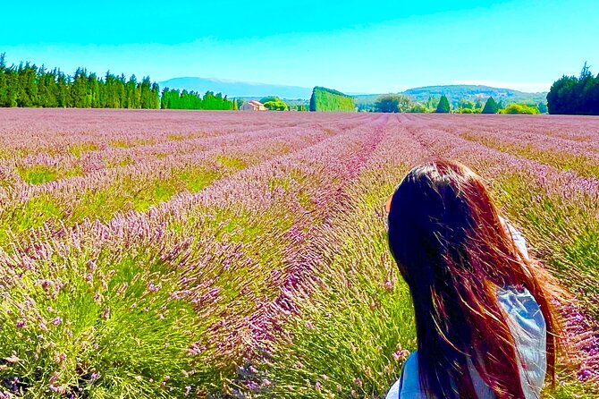 A day in the Lavenders and Villages of Provence - The final lavender stop at Velleron