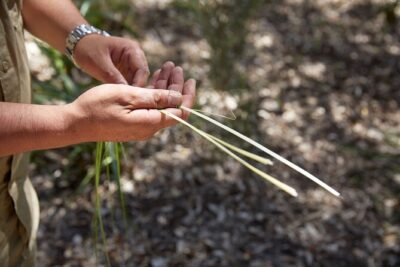 Aboriginal Heritage Walk – Royal Botanic Gardens Victoria, Melbourne Gardens
