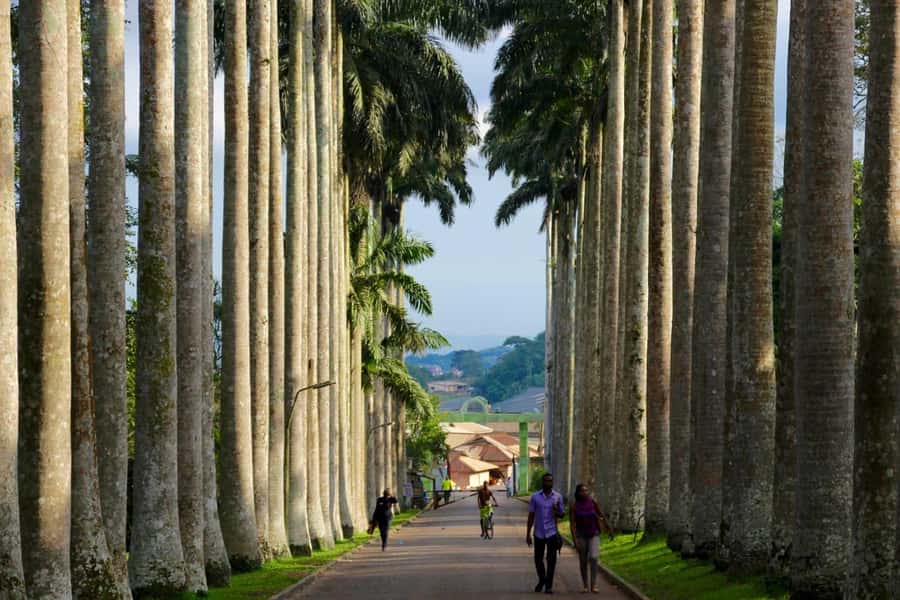 Accra Aburi Eco & Cocoa Experience: Gardens Waterfall &Lunch - Tetteh Quarshie Cocoa Farm and Ghana’s cocoa story