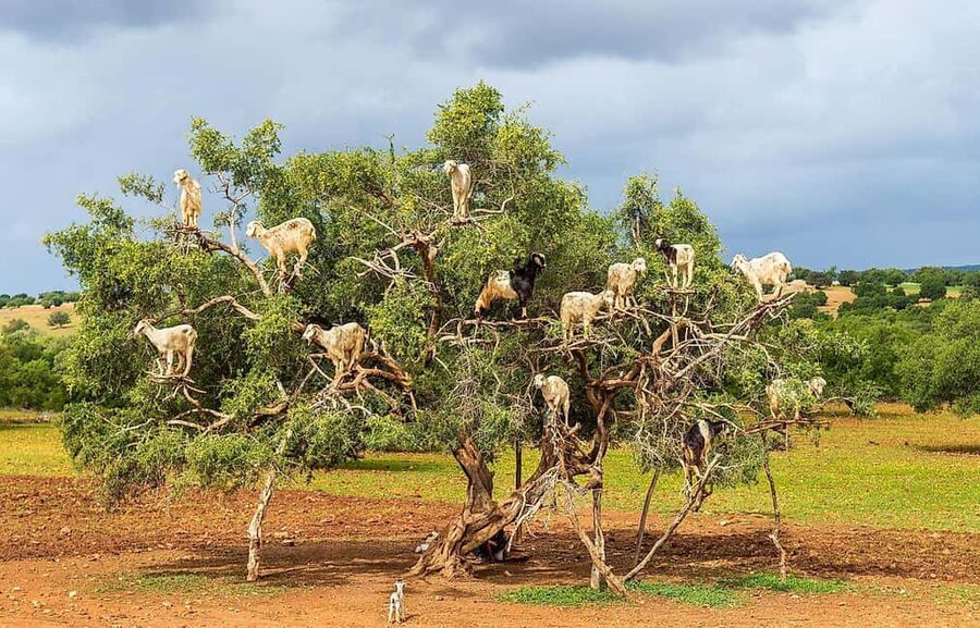 Agadir: High Atlas Mountains, Goats on Trees & Garden Tour - Red valleys and wide Atlas views