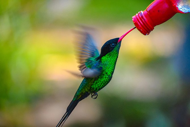 Ahhh Ras Natango Gallery and Garden Private Transfer - Is $97.44 per person a fair price?
