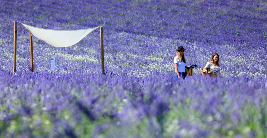 Aix-en-Provence: Lavender Fields Visit - Key points to know before you go