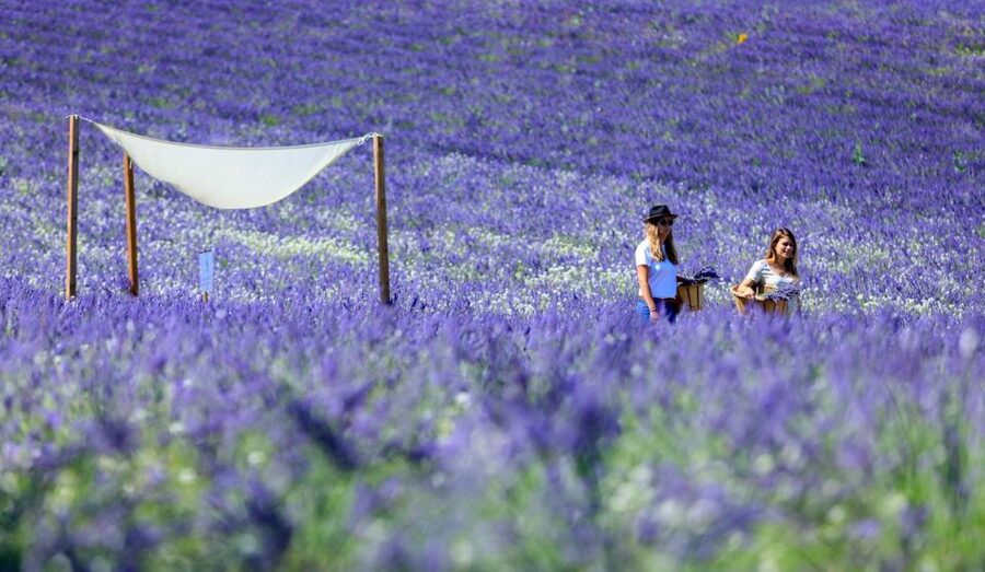 Aix-en-Provence: Lavender Fields Visit - What the 90-minute visit really includes