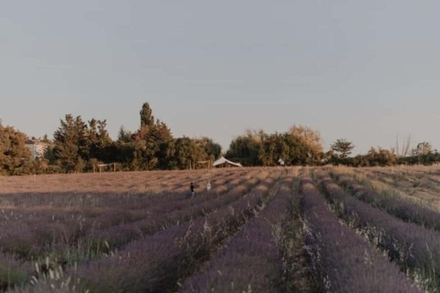 Aix-en-Provence: Visit a Lavender Field + Snacking at TERRE UGO - A snack with Provençal flavors