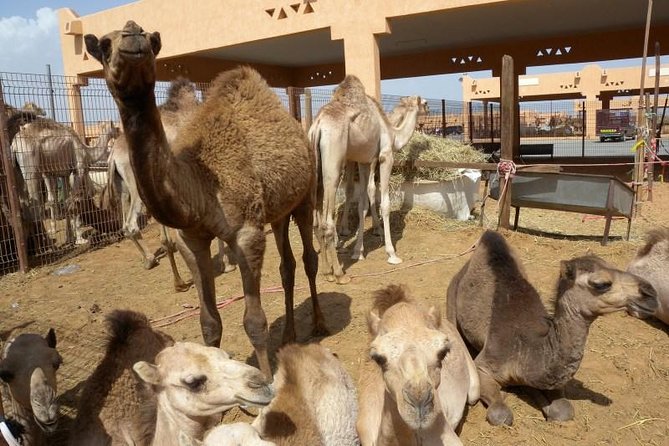 Al Ain Garden City Tour From Dubai - Al Ain Oasis and the palm plantations