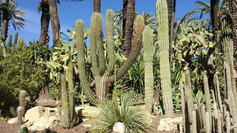 Alicante: UNESCO Heritage Palm grove + Artistic Garden Tour - Key points to know before booking
