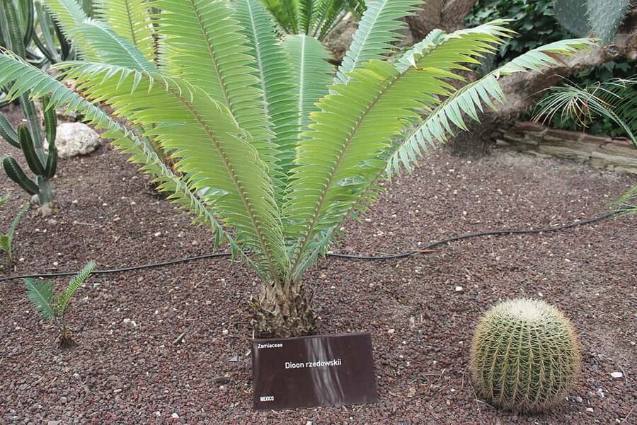 Alicante: UNESCO Heritage Palm grove + Artistic Garden Tour - Two very different gardens in one Alicante outing