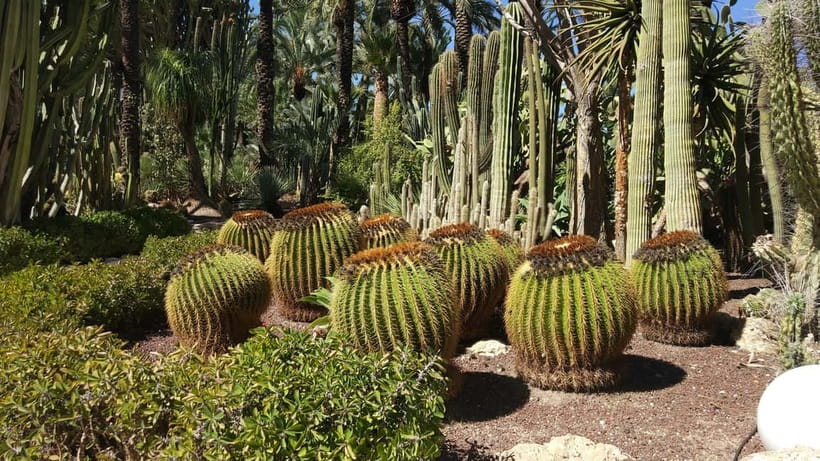 Alicante: UNESCO Heritage Palm grove + Artistic Garden Tour - Huerto del Cura and the Imperial Palm Tree