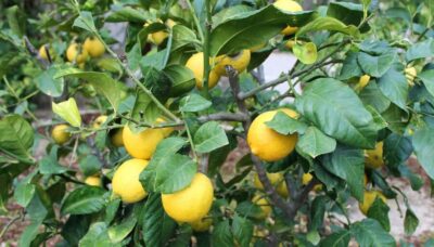 Alicante: UNESCO Heritage Palm grove + Artistic Garden Tour