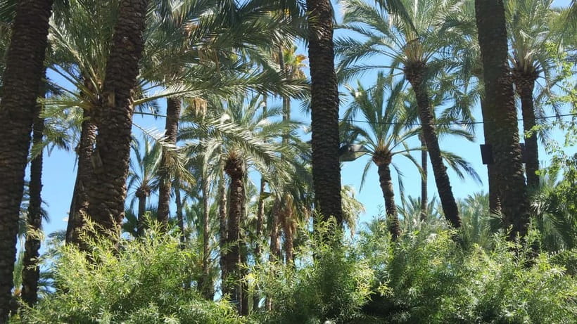 Alicante: UNESCO Heritage Palm grove + Artistic Garden Tour - Is $75 a fair price?