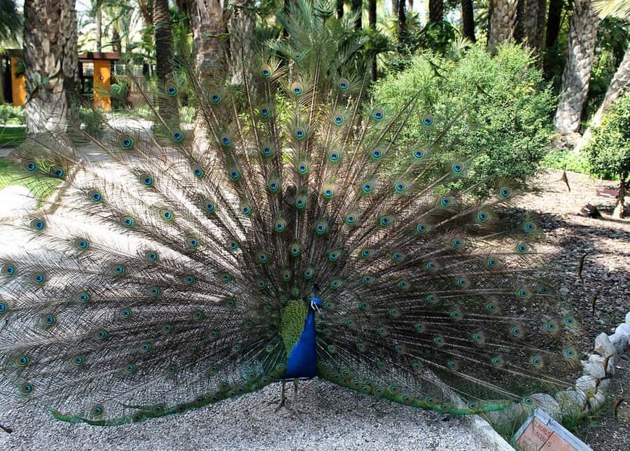 Alicante: UNESCO Heritage Palm grove + Artistic Garden Tour - Should you book the Alicante palm grove tour?