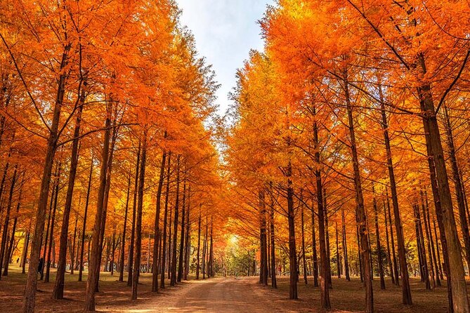 Alpaca, Nami, Petite Fr, Italian Village, Garden of Morning Calm - Nami Island: tree-lined roads and Korean drama memories