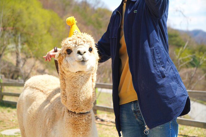 Alpaca World Tour with Nami Island (optional Railbike or Garden) - Why this day trip works from Seoul