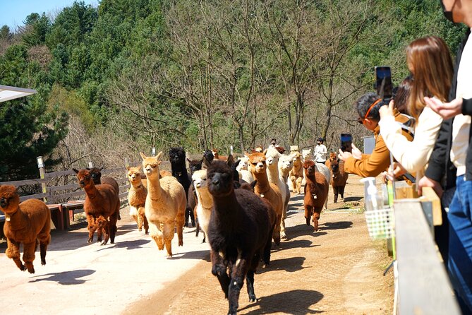 Alpaca World Tour with Nami Island (optional Railbike or Garden) - Guides, transport, and the group experience