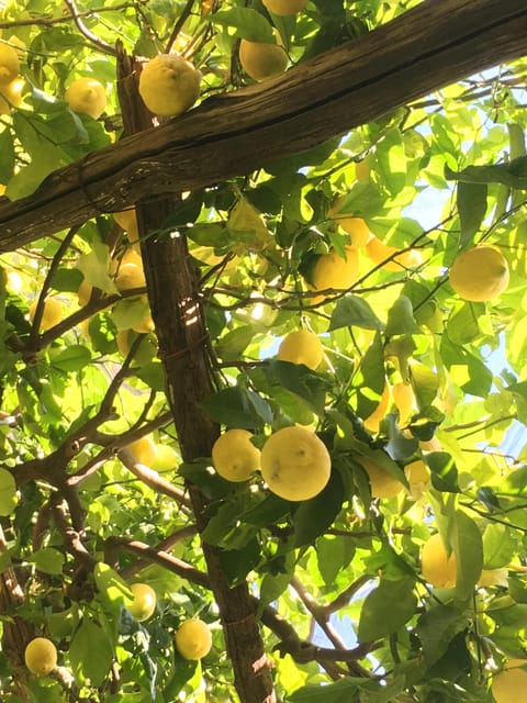 Amalfi Organic Lemon Tour & Tasting in the Historical Garden - The guided walk through the historic terraces